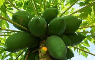 木瓜种植技术视频,从播种到收获的全程指导