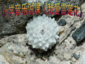 我爱雪莲花教学视频,探寻高原之花的美学奥秘